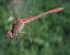 Sympetrum meridionale © Andrea Verdelli