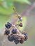 Trithemis annulata © Leonardo Siddi