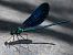 Calopteryx virgo © Rudy Valfiorito