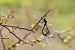 Orthetrum albistylum © Luca Mezzomo