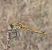 Sympetrum fonscolombei © Andrea Verdelli