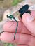 Calopteryx splendens © Battisti Andrea