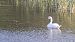 Cigne mut (Cygnus olor) © Sergi Torné