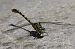 Onychogomphus forcipatus © Rudy Valfiorito