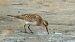 Gambecchio di Baird (Calidris bairdii) © Enrico Castellucci