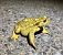 Gripau comú (Bufo spinosus) © Josep Palet