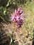 Anacamptis pyramidalis © Emili Sancha