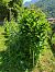 Asclepias syriaca  - Maria Festa (FVG)