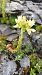 Sempervivum wulfenii © Angelo Sinuello (FVG)
