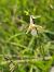 Epipactis palustris  - Christian Fleury