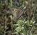 Bruna de muntanya (Hyponephele lycaon) © Purnendu Roy
