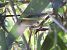 Mosquiter de passa (Phylloscopus trochilus) © Joan Pessarrodona