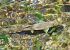 Truita comuna (Salmo trutta s.l.) © Toni Alonso Jardí