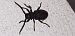 Herophila tristis © Michele Cento
