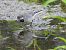 Cuereta blanca vulgar (Motacilla alba) © Joan Pessarrodona