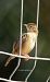 Trist (Cisticola juncidis) © Jose Molis