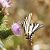 Reina zebrada (Iphiclides feisthamelii) © Roger Coromina Marcé