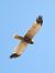 Falco di palude (Circus aeruginosus) © Massimo Tassinari