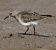 Temminck's Stint (Calidris temminckii) © Gianluca Congi