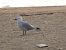 Audouin's Gull (Ichthyaetus audouinii) © Joan Pessarrodona