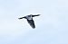 kormoran mały  - Janusz Gajdas