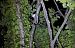 Ghiro (Glis glis) © Renato Cottalasso