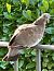 Colombaccio (Columba palumbus) © Monica Artale