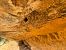 European Red-rumped Swallow (Cecropis rufula) © Josep Palet