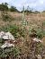 Spiranthes spiralis - Alain Falvard