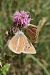 Polyommatus damon © Marco Cortemiglia