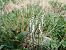 Spiranthes spiralis - Alain Falvard
