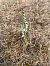 Spiranthes spiralis (Spiranthe d'automne) © Erwan Leherisse