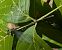 Lestes parvidens © Andrea Verdelli