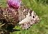 Hipparchia alcyone / fagi © Marco Cortemiglia
