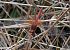 Sympetrum flaveolum © Andrea Verdelli