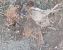 Quaglia (Coturnix coturnix) © Lorenza Venturini