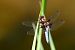 Libellula depressa © Andrea Galimberti