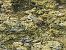 Complesso Rana verde (Pelophylax sp.) © Maria Rita Gelso