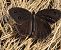 Minois dryas © Luca Mezzomo
