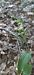 Epipactis sp.  - Michel Robin