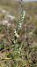 Spiranthes spiralis (Spiranthe d'automne) © Christian Noel