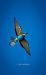 Abellerol (Merops apiaster) © Jose Molis