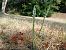 Spiranthes spiralis (Spiranthe d'automne) © Alain Falvard