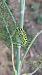 Swallowtail (Papilio machaon) © Paolo Pietrobon (FVG)