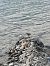 Piovanello maggiore (Calidris canutus) © Simona Danielli