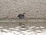 Common Moorhen (Gallinula chloropus) © Joan Pessarrodona