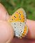 Lycaena dispar © Battisti Andrea
