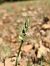 Spiranthes spiralis - Christian Fleury