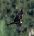 Western Marsh Harrier