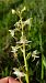 Platanthera chlorantha  - Mathilde Bach
